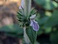 Woolly Woundwort